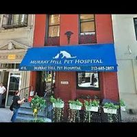 Murray Hill Pet Hospital ico