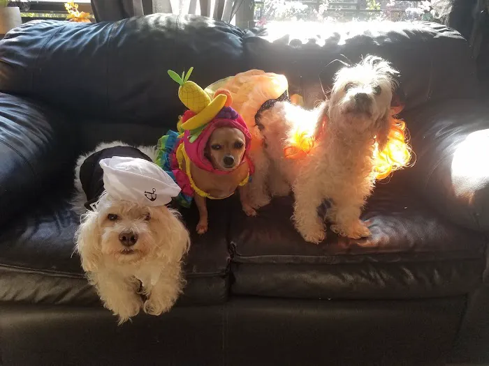Murray Hill Pet Hospital 6