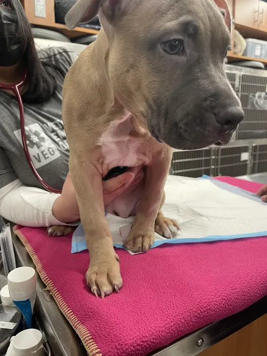 Veterinary Emergency Group 12