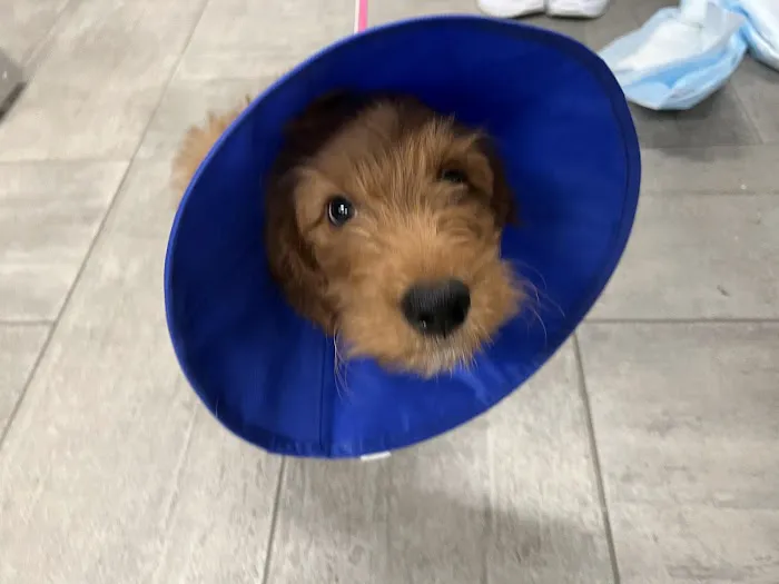 Veterinary Emergency Group 12