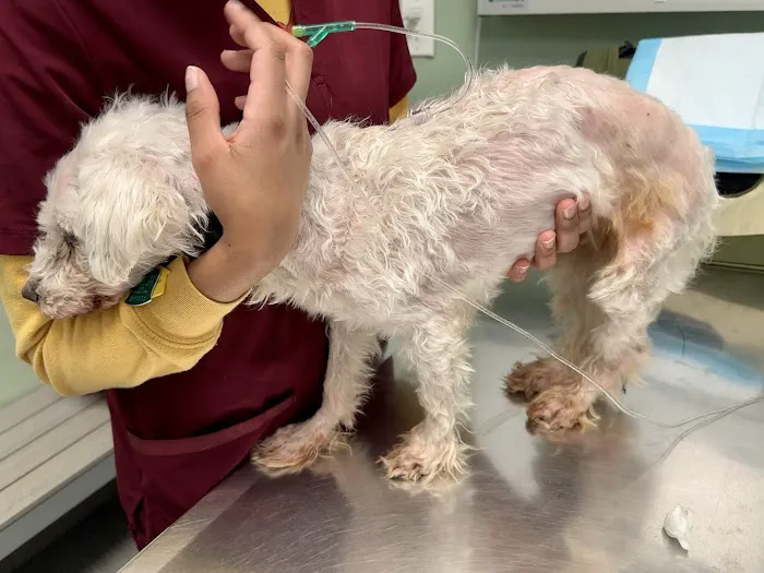 Animal Clinic of Long Island City 4