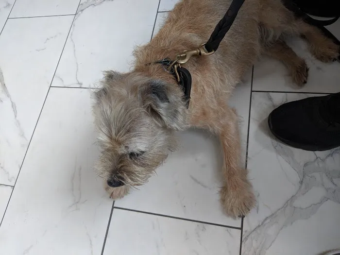 Sutton Animal Hospital 2