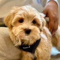Kalvig and Shorter Veterinary Associates ico