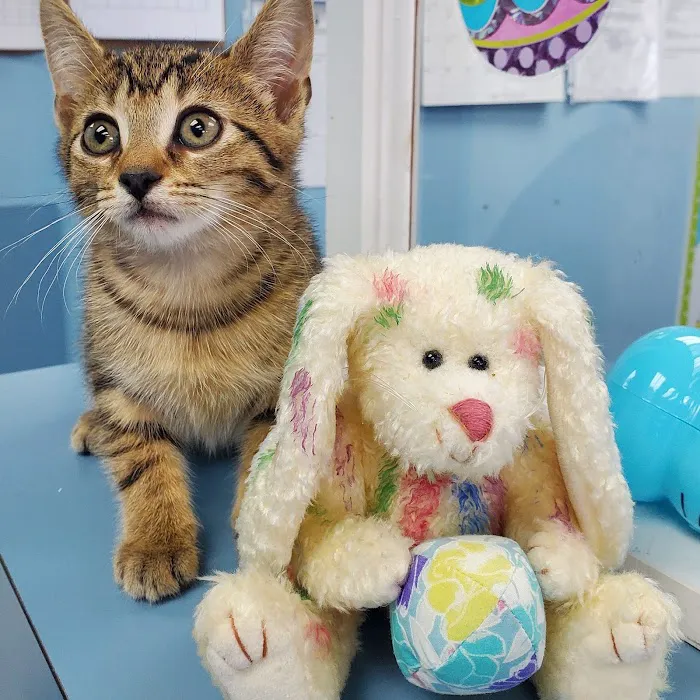 Veterinary Care Group - Middle Village 8