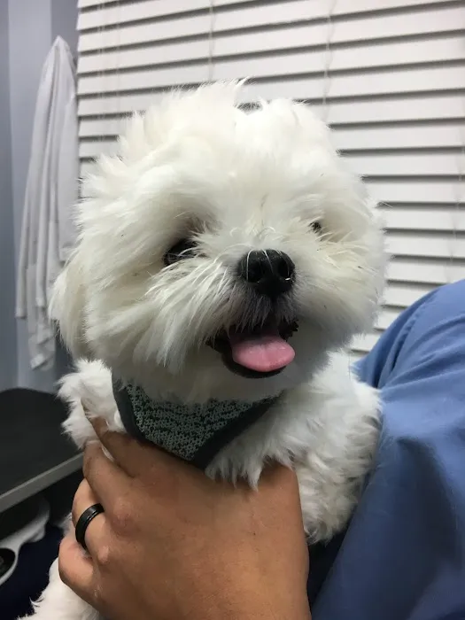 Veterinary Care Group - Middle Village 2