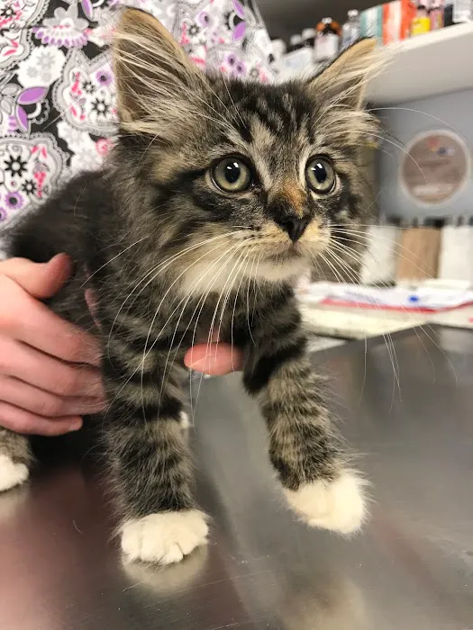 Veterinary Care Group - Middle Village 6