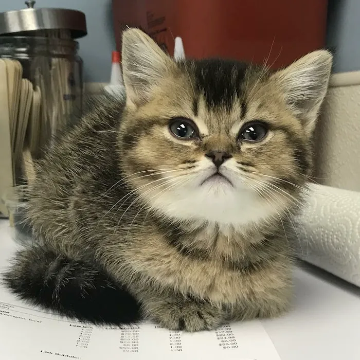 Veterinary Care Group - Middle Village 9