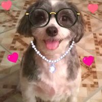 A Animal Clinic of Queens: Thomas Robert W DVM ico
