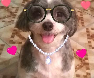 A Animal Clinic of Queens: Thomas Robert W DVM