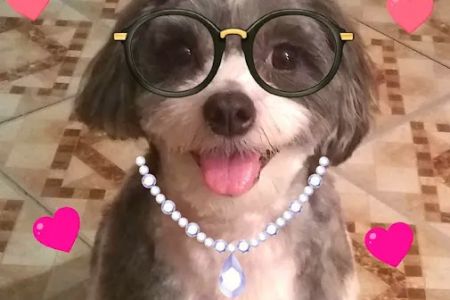 A Animal Clinic of Queens: Thomas Robert W DVM