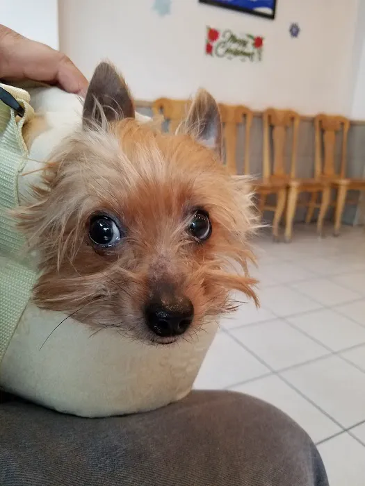 Animal Clinic of Queens 12