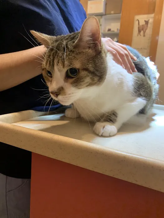 Animal Clinic of Queens 12