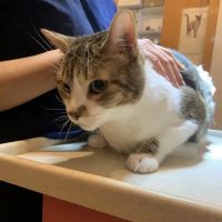 Animal Clinic of Queens ico