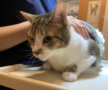 Animal Clinic of Queens