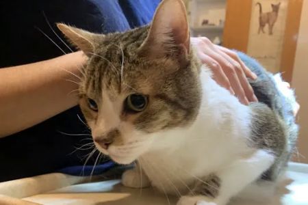 Animal Clinic of Queens