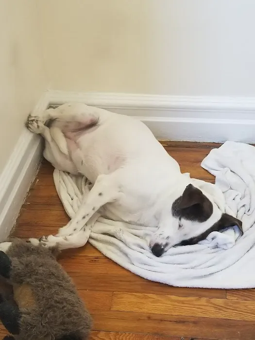 Animal Clinic of Queens 12