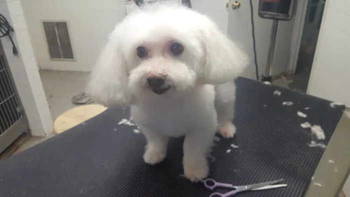 Animal Clinic of Queens 12