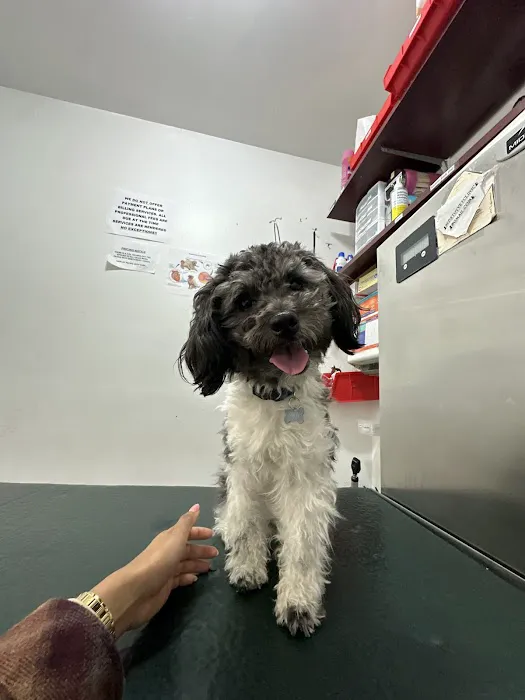 Bedford Stuyvesant Veterinary Clinic 3