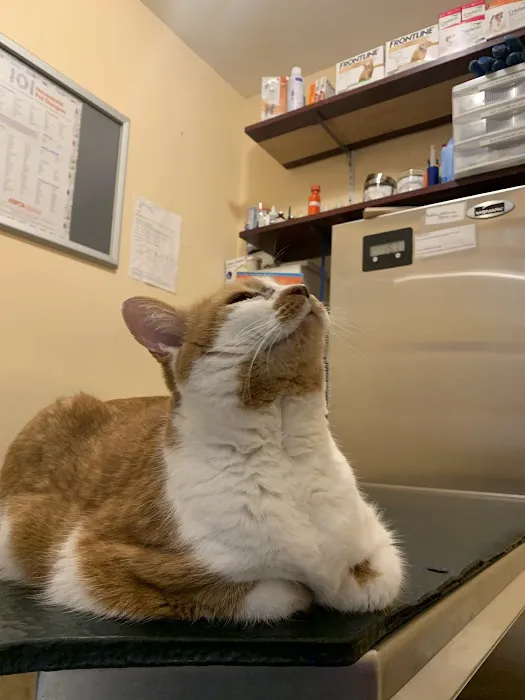 Bedford Stuyvesant Veterinary Clinic 10