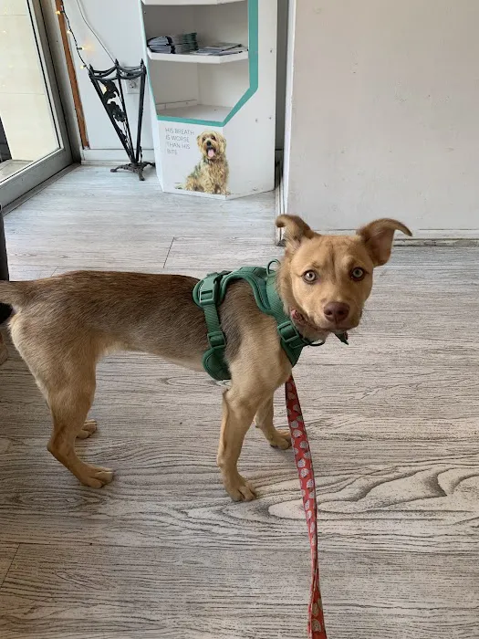 Bedford Stuyvesant Veterinary Clinic 6