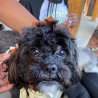 Bedford Stuyvesant Veterinary Clinic ico