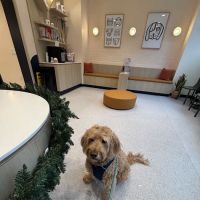 Bond Vet - Bed-Stuy ico