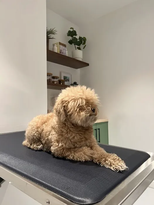 All Ears Veterinary 12