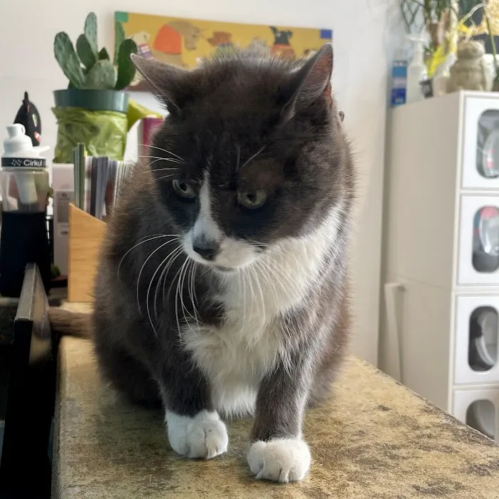 All Creatures Veterinary Hospital of Brooklyn 4