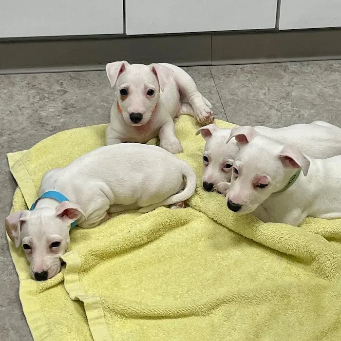 All Creatures Veterinary Hospital of Brooklyn 3