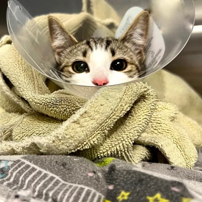 All Creatures Veterinary Hospital of Brooklyn 1