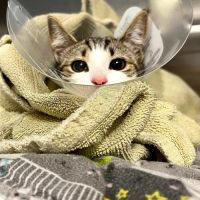All Creatures Veterinary Hospital of Brooklyn ico