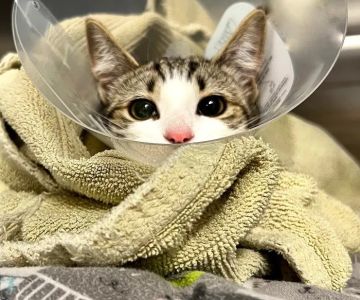 All Creatures Veterinary Hospital of Brooklyn