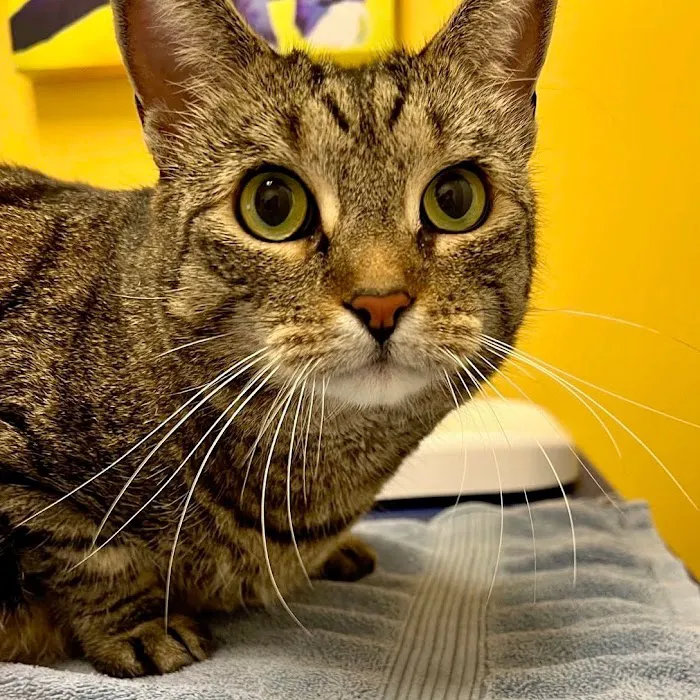 All Creatures Veterinary Hospital of Brooklyn 5