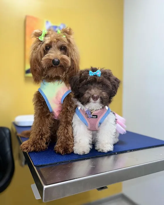 All Creatures Veterinary Hospital of Brooklyn 10