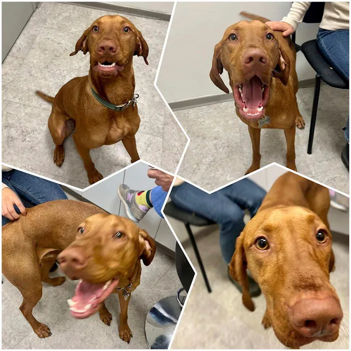 All Creatures Veterinary Hospital of Brooklyn 6