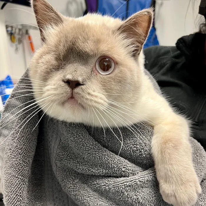 All Creatures Veterinary Hospital of Brooklyn 8