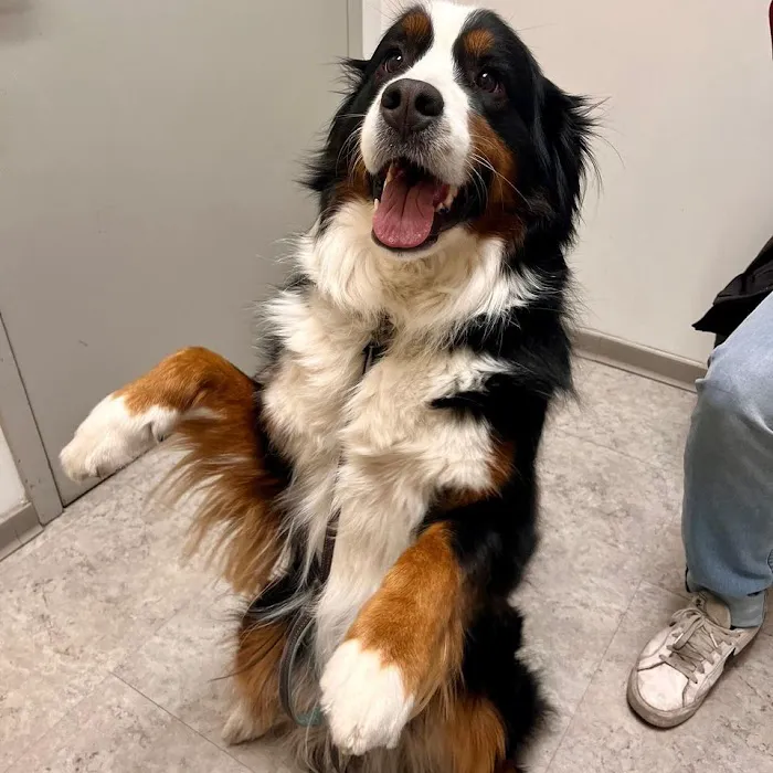 All Creatures Veterinary Hospital of Brooklyn 9