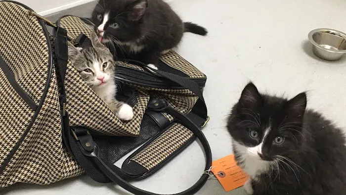 All Creatures Veterinary Hospital of Brooklyn 7