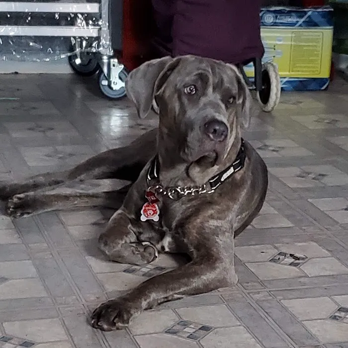 Franklin Ave Animal Hospital 7