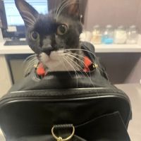 Franklin Ave Animal Hospital ico