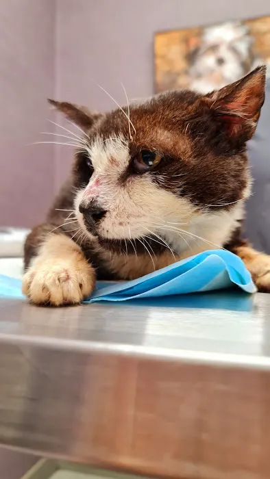 Franklin Ave Animal Hospital 4