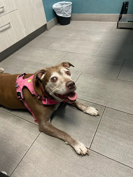 Franklin Ave Animal Hospital 9