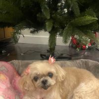 The Animal Cardiology Center ico