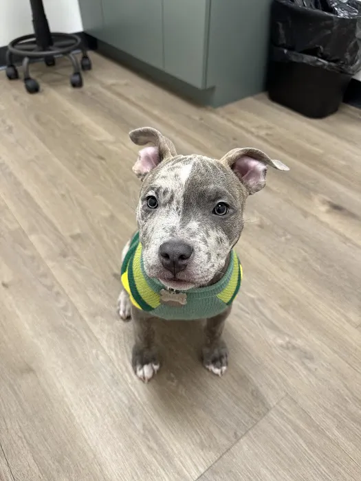 The Animal Cardiology Center 6