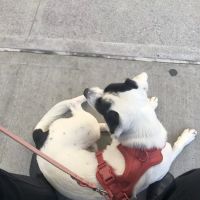 One Love Animal Hospital ico