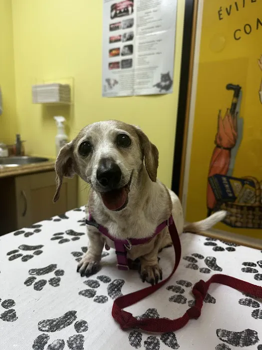 One Love Animal Hospital 5