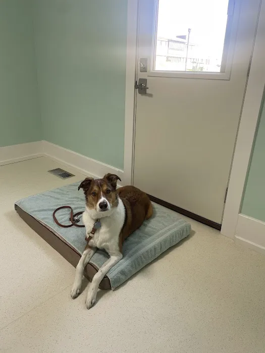 Coal Creek Animal Hospital 2