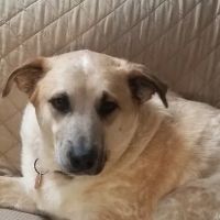 CCAPM Veterinary Care Center ico