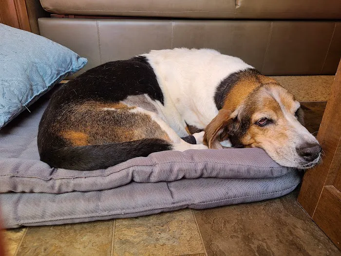 CCAPM Veterinary Care Center 12