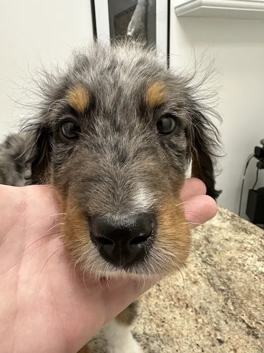 CCAPM Veterinary Care Center 12